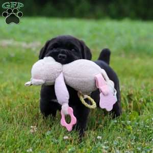 Shadow, Cane Corso Puppy